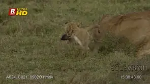 Young African Lion cub biting/playing with mother's tail, interacting, looking around.