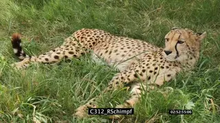 Cheetah resting on grassland GREEN GENERAL BEHAVIOR FF