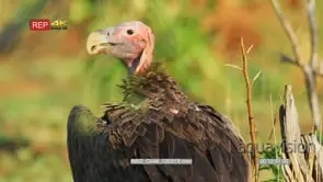 Close up shot of lappet-faced vulture standing on ground