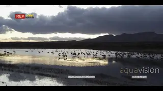 Flock of Sandhill Cranes walking, searching for aquatic foods and feeding, during…