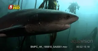 Close tracking shot of a broadnose sevengill shark.