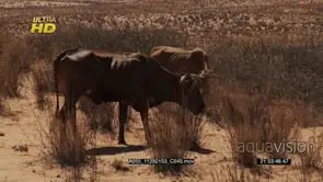 cattle grazing on Semi-Dry Desert