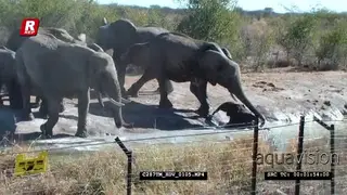Elephant calf stuck in mud, Mother and herd rescue baby AmCam