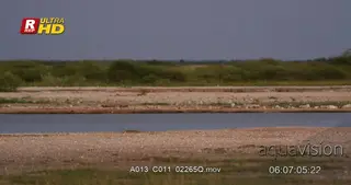 African Elephant carcass remains.