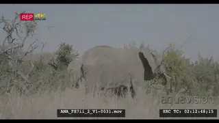 African elephant standing and feeding, foraging, eating, pulling branches, leaves