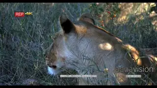 Lioness sitting in grass looking behind stand up alert