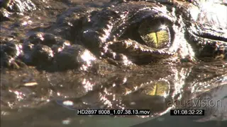 Nile Crocodile half sub-merged water Zoom in nose eye XCU CU