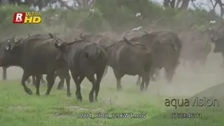 Herd of Cape Buffallo, running, stirring up dust and Cattle Egrets flying off and.