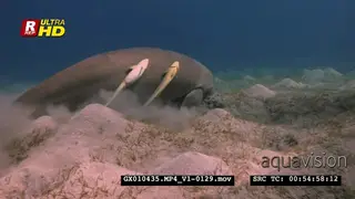 Close up shot of a dugong eating
