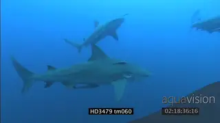 A frenzy of bull sharks swimming and feeding UW