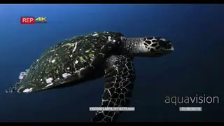A close up shot of a hawksbill turtle swimming in the ocean and approaching the camera.
