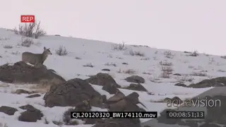 Gray Wolf running around on snowy prairie intimidated by Elk Antelope WS PAN WP
