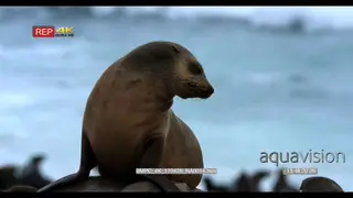 Adult cape fur seal looking directly at the camera barking