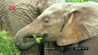 Young African elephant feeding on bushes adults standing nearby in rainy weather