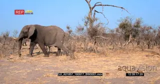 Large herd of elephants walk past camera