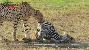 Cheetah pulling zebra carcass