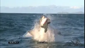 Great White Shark breach in ocean MLS HAND