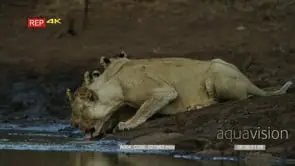 Lion pride at dusk drinking water lion cubs looks up