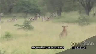 African Lioness pride stalks chase Zebra herd with foal No TAKEDOWN MWS MCU