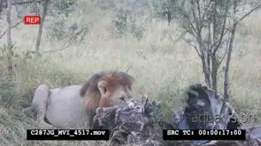 African Lion (MALE) feeding on Buffalo carcass remains MS