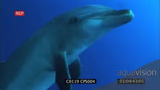 Bottlenose dolphin swimming around GENERAL BEHAVIOR UW