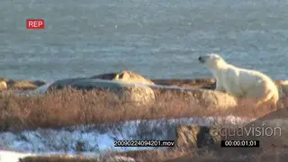 Polar Bear walking over boulders towards ocean