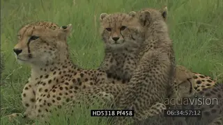 Cheetah cubs sit with female, lay down, cubs groom cheetah, show affection