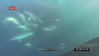 Cape Fur seals Common Dolphins Cape Gannets feeding off Sardine baitball underwater.