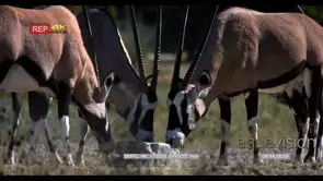 Gemsboks licking a salt lick block