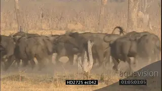 Cape Buffalo herd running away from female Lion MS ZO MLS PAN