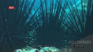 Needle Sea Urchins vagrant moving feeding on reef floor Wrasse fishes swimming around in.