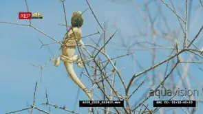 Ground agama in tree CU Zoom Out