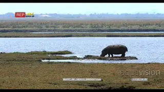 Hippos eating grass on the chobe riverbank and rolling in the water