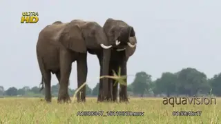 Two African Elephants walking, showing affection and rubbing faces on each other.