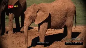African Elephant Calf Mud Bathing MS