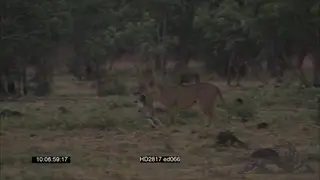 African Lioness stalking chase catches and Suffocates a young Blue Wildebeest calf WS