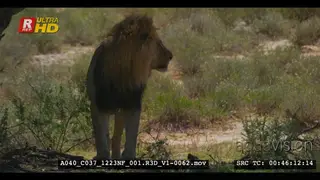 Male lion sit down at a tree that he has just marked with his scent looking around and.