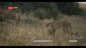 wide shot of two adult cheetahs acinonyx jubatus on the hunt