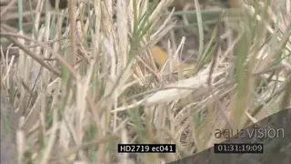 Mozambique Spitting Cobra laying moving and crawling on grass CU MS ZI ZO PAN