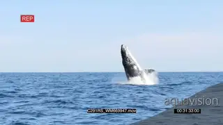 Humpback whale breach WS GOOD LIGHT SHAKY