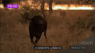 Cape Buffalo and Lion interactions SUNSET