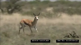 Springbok herd walk Running then start Pronking