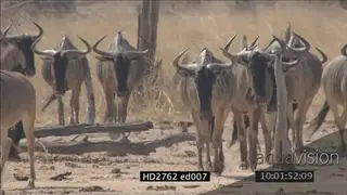 Cookson's wildebeest herd migrating in dry Luangwa rift valley bushveld, towards camera