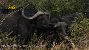 Three adult Cape Buffalos standing, looking around and grazing on grass, MCU;DAY