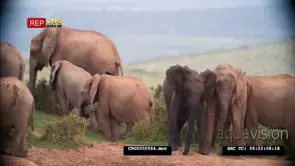 African Elephant Herd Grazing and the Calfs play fighting MWS