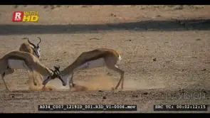 Two male springboks fight and another springbok chase them