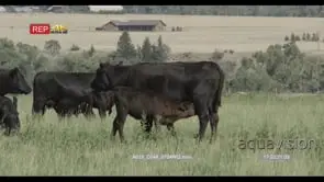 Cattle standing on bushveld Grazing and calves suckling LWS