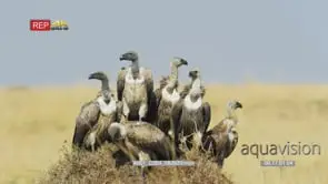 Flock of white-backed vultures on an anthill 2