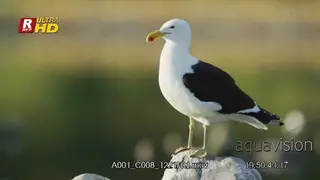 Kelp Gull standing on top of a rock, looking around and flying off.