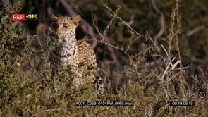 Tracking shot of a leopard listening and walking on a hunt